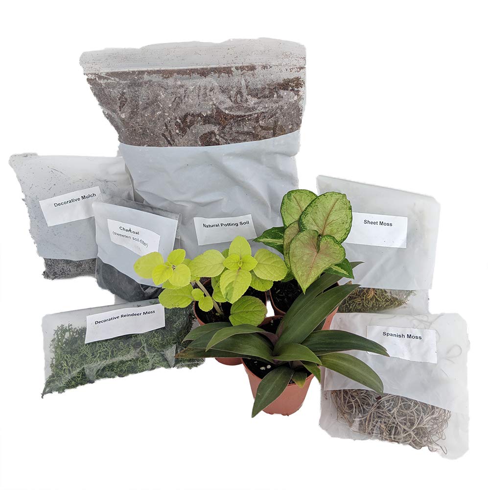 DIY Terrarium Kit with 3 Live Plants - Complete Fairy Garden Set for Home & Office Decor | Create Your Own Miniature Ecosystem for Gifts, Relaxation & Indoor Gardening