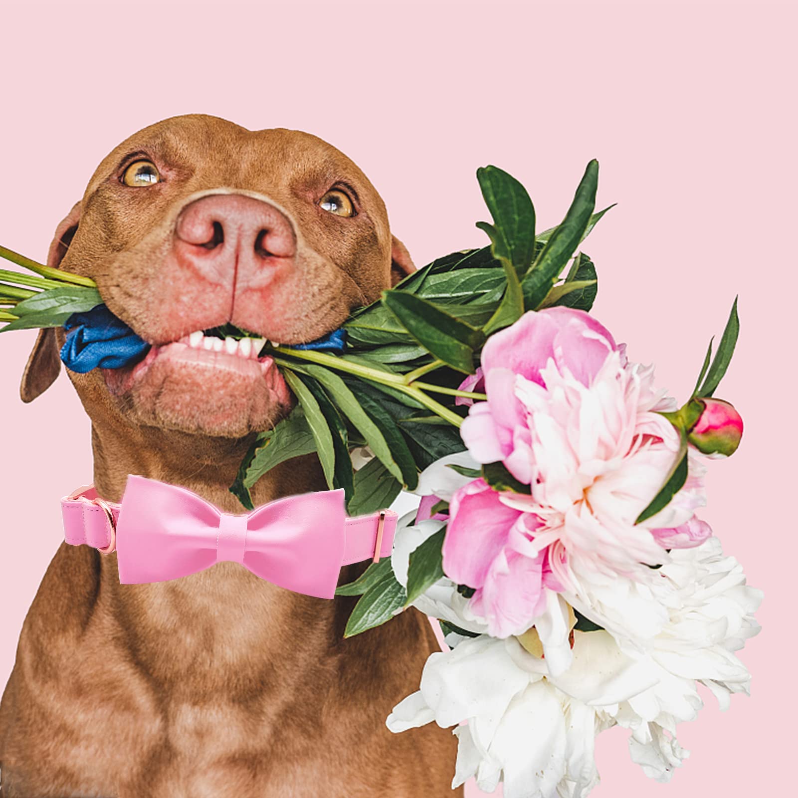 Premium Pink Leather Dog Collar with Elegant Bow - Adjustable Cute Bowtie Collar for Medium Size Dogs | Perfect for Daily Walks, Pet Photos & Special Occasions