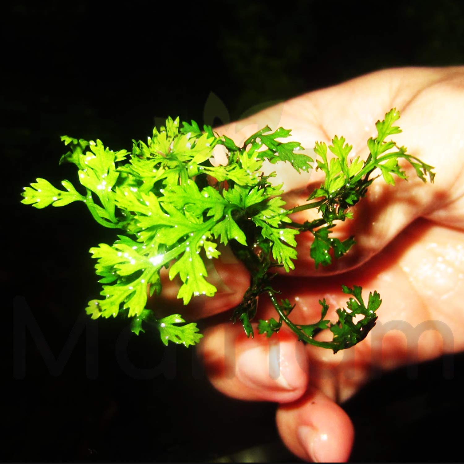 Mini Bolbitis Clump (Bolbitis Heteroclita Difformis) - Live Aquarium Plant for Java Fern - Perfect for Fish Tanks, Aquascaping & Natural Aquatic Decor