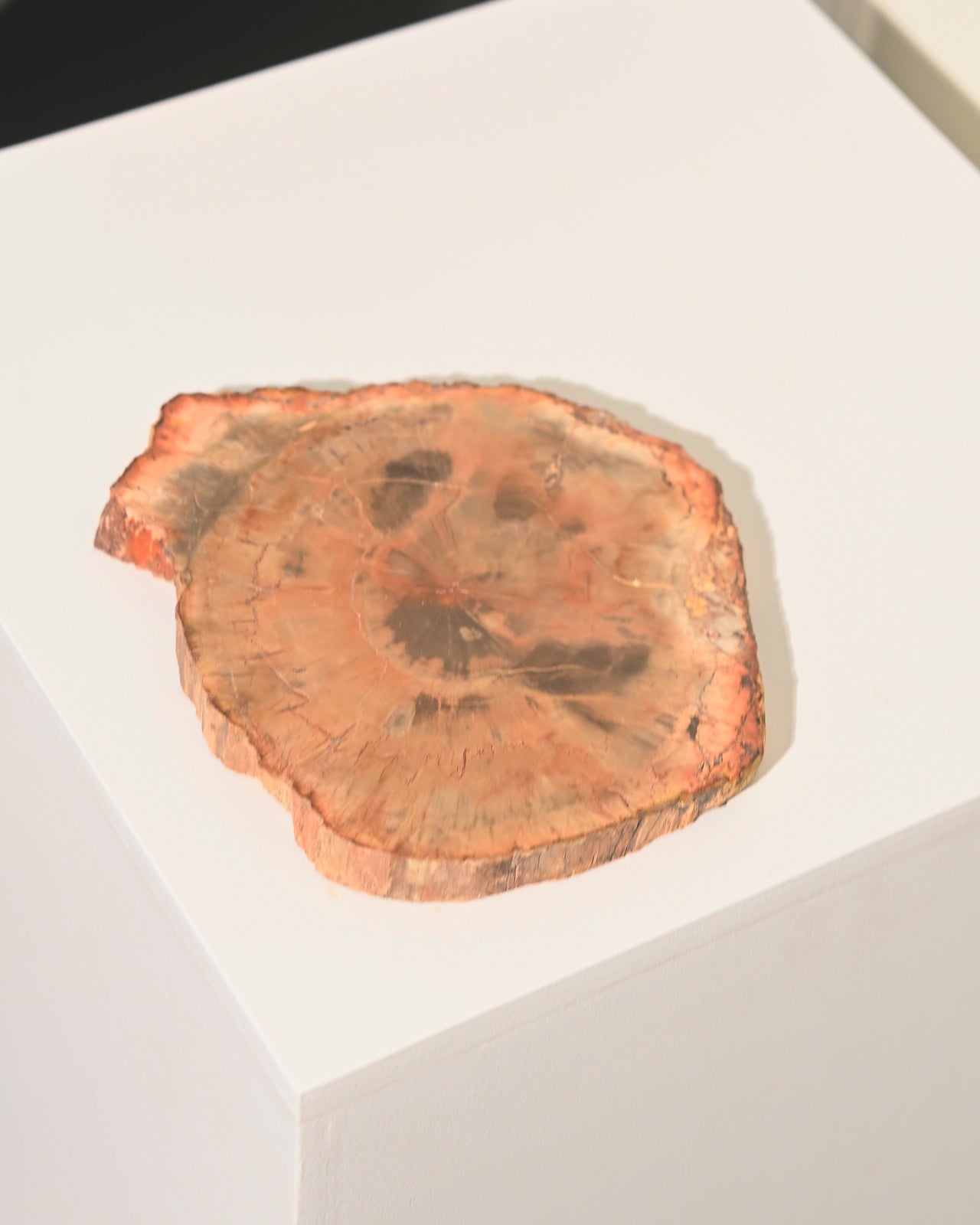 Natural Petrified Wood Slab - 5 Inch Polished Stone Display Piece for Home Decor, Office Desk, or Crystal Collection | Unique Geological Specimen & Fossilized Wood Gift