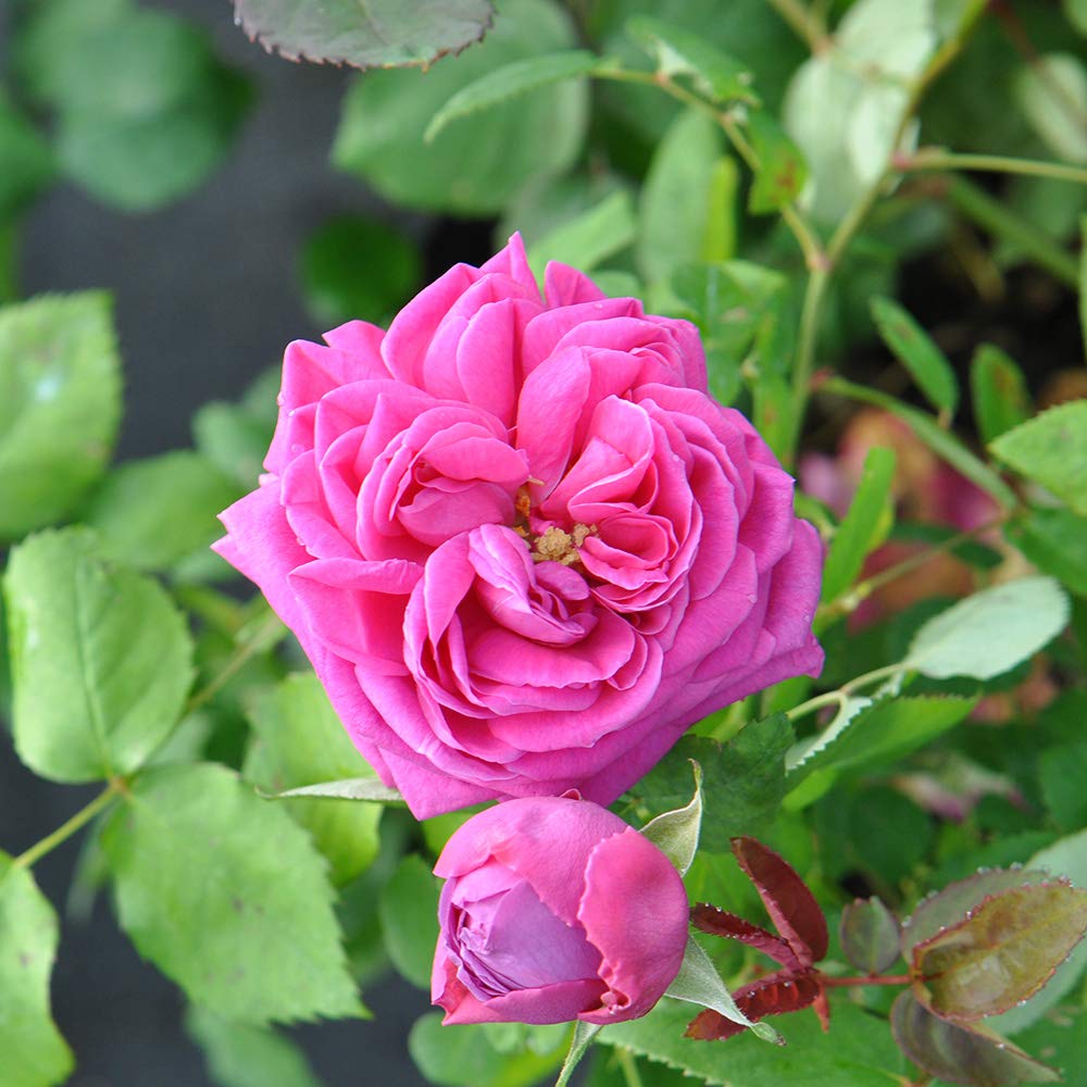 Mme Isaac Pereire Purple Rose Bush - Heirloom Bourbon Roses Live Plant for Outdoor Garden Planting, Landscaping & Home Decor