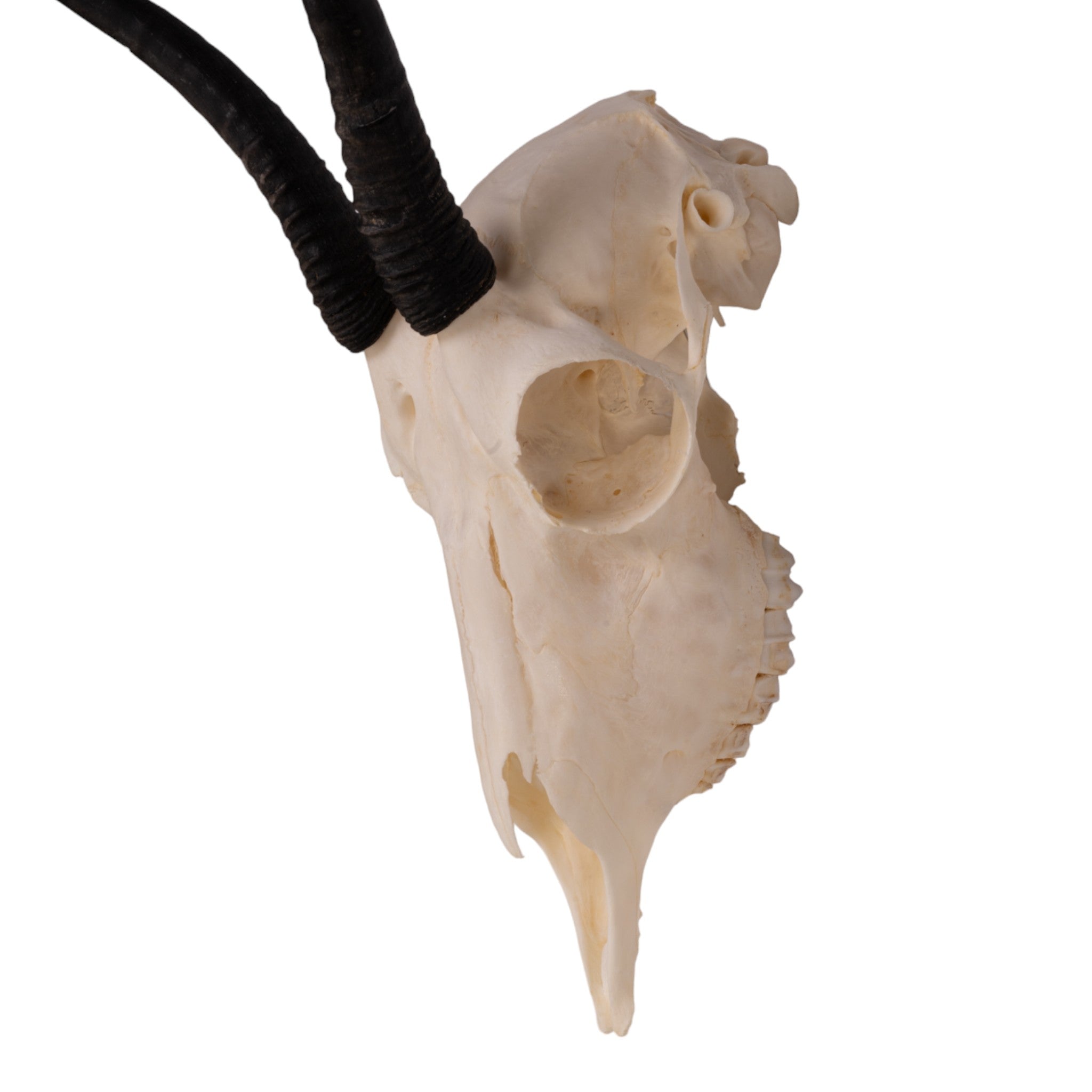 Authentic Female Springbok Skull Taxidermy - Rare African Wildlife Trophy for Home Decor, Hunting Lodge Display & Unique Gift Idea