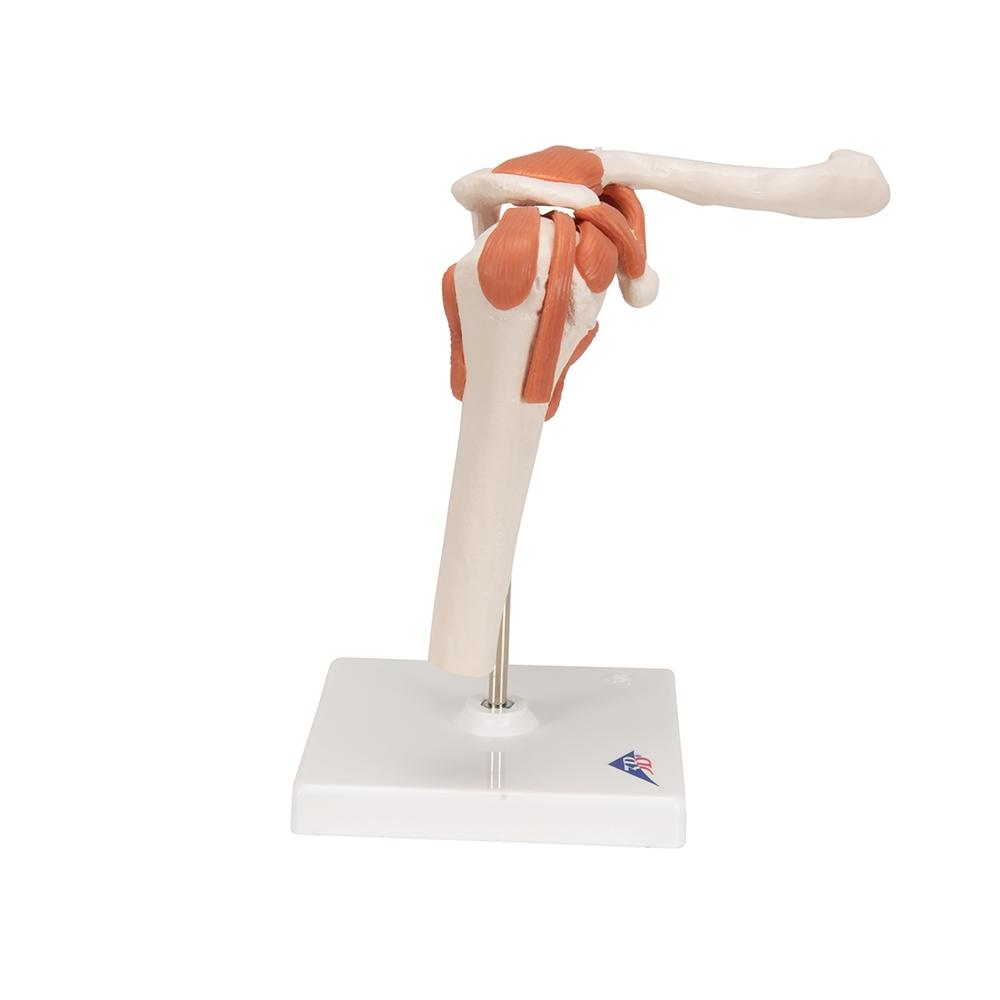 Functional Shoulder Joint Model - Anatomical Shoulder Joint Demonstration for Medical Students & Physical Therapy Training | Perfect for Classroom, Clinic & Home Study