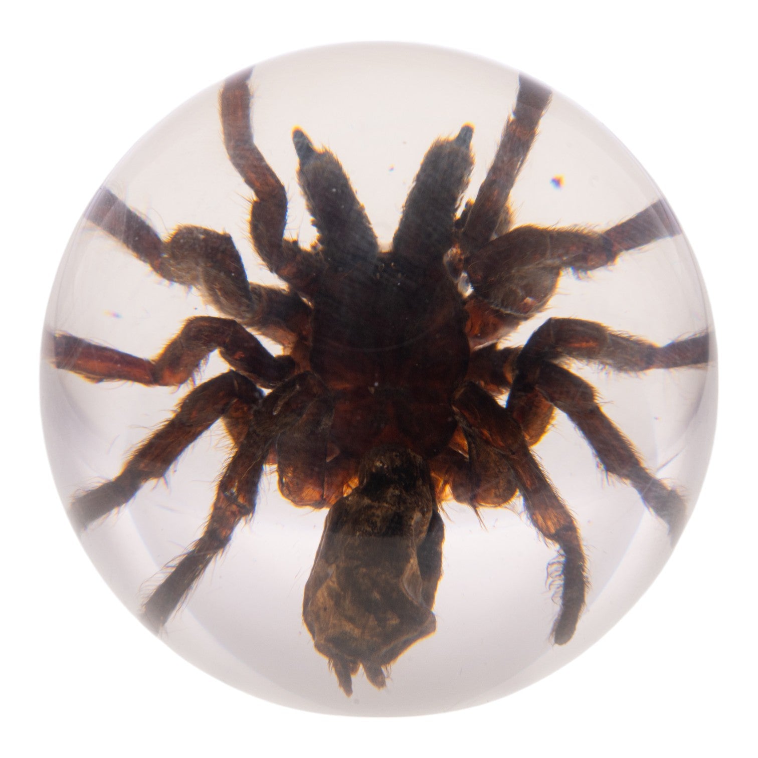 Real Tarantula in Acrylic Globe - Preserved Spider Specimen for Science Display, Home Decor & Halloween Collection - Perfect for Entomology Lovers, Gothic Decor & Unique Gift Ideas