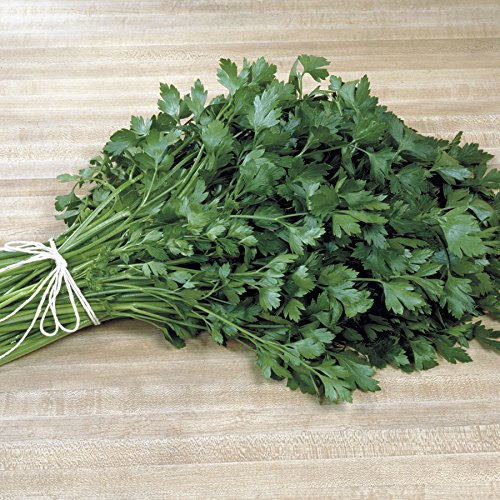 Organic Italian Plain Leaf Parsley Seeds - Pack of 1000 | Non-GMO Herb Garden Starter Kit for Cooking, Garnishing & Fresh Salads | Perfect for Indoor Herb Gardens, Container Planting & Culinary Use