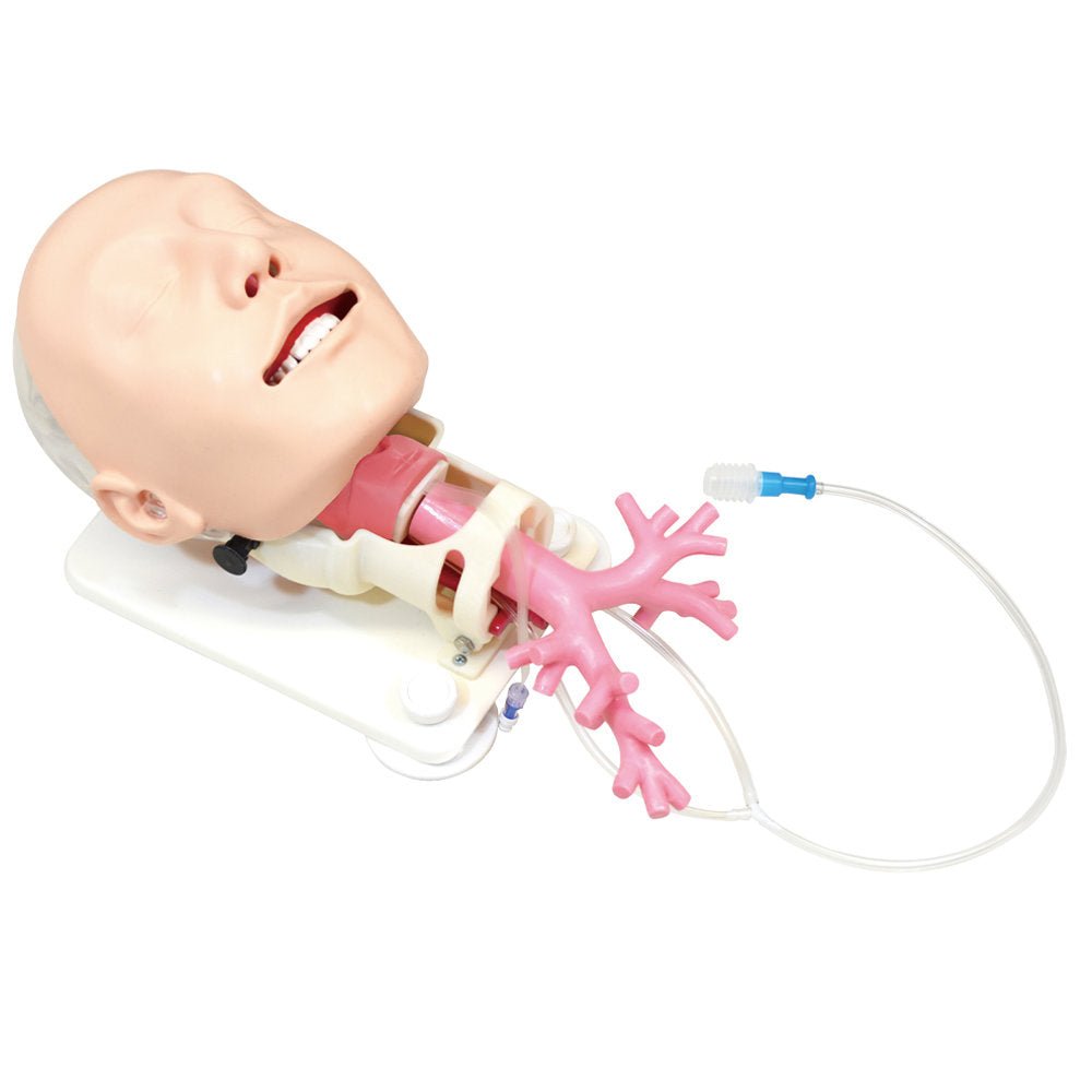 Difficult Airway Management Bronchoscopy Training Model - Realistic Medical Simulation for Anesthesia & Emergency Practice - Perfect for Medical Students, Residents, and Healthcare Professionals