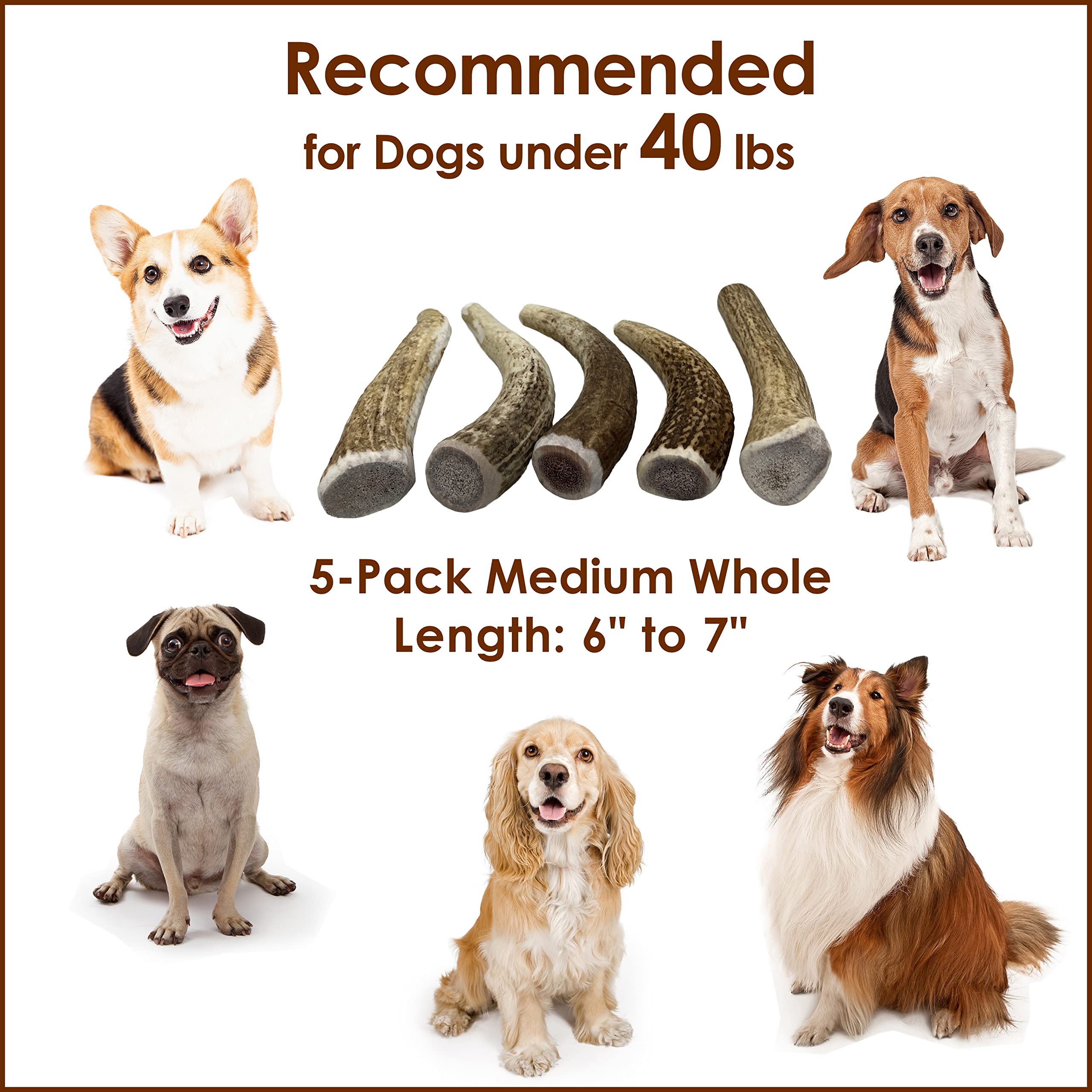 Premium USA-Collected Elk Antler Dog Chews - All Natural A-Grade Medium Whole Antlers (5-Pack) | Naturally Shed & Safe for Aggressive Chewers | Perfect for Dental Health & Long-Lasting Entertainment