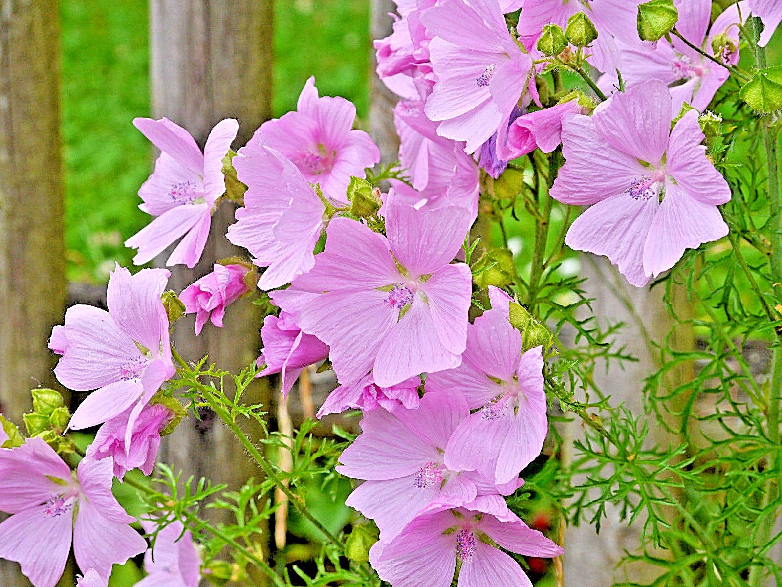 **100 Pink Musk Mallow Seeds - Easy to Grow, Rabbit-Resistant, Masses of Vibrant Pink Flowers - Perfect for Gardens, Borders & Pollinator-Friendly Landscapes**