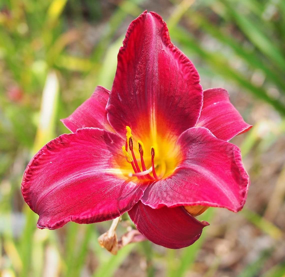 3 Red Volunteer Daylily Plants in 3.5 Inch Pots - Perennial Garden Flowers for Landscaping & Container Gardening