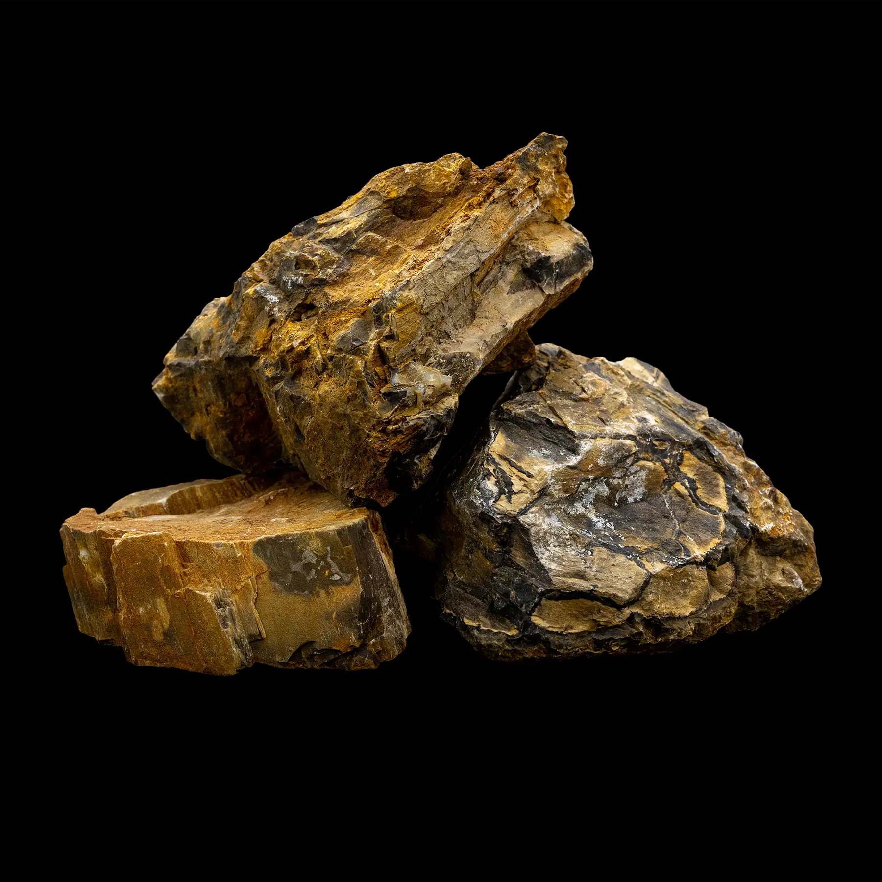 Natural Petrified Wood Rock for Sale - 1 Pound | Authentic Fossilized Wood Specimen for Collectors, Home Decor & Landscaping