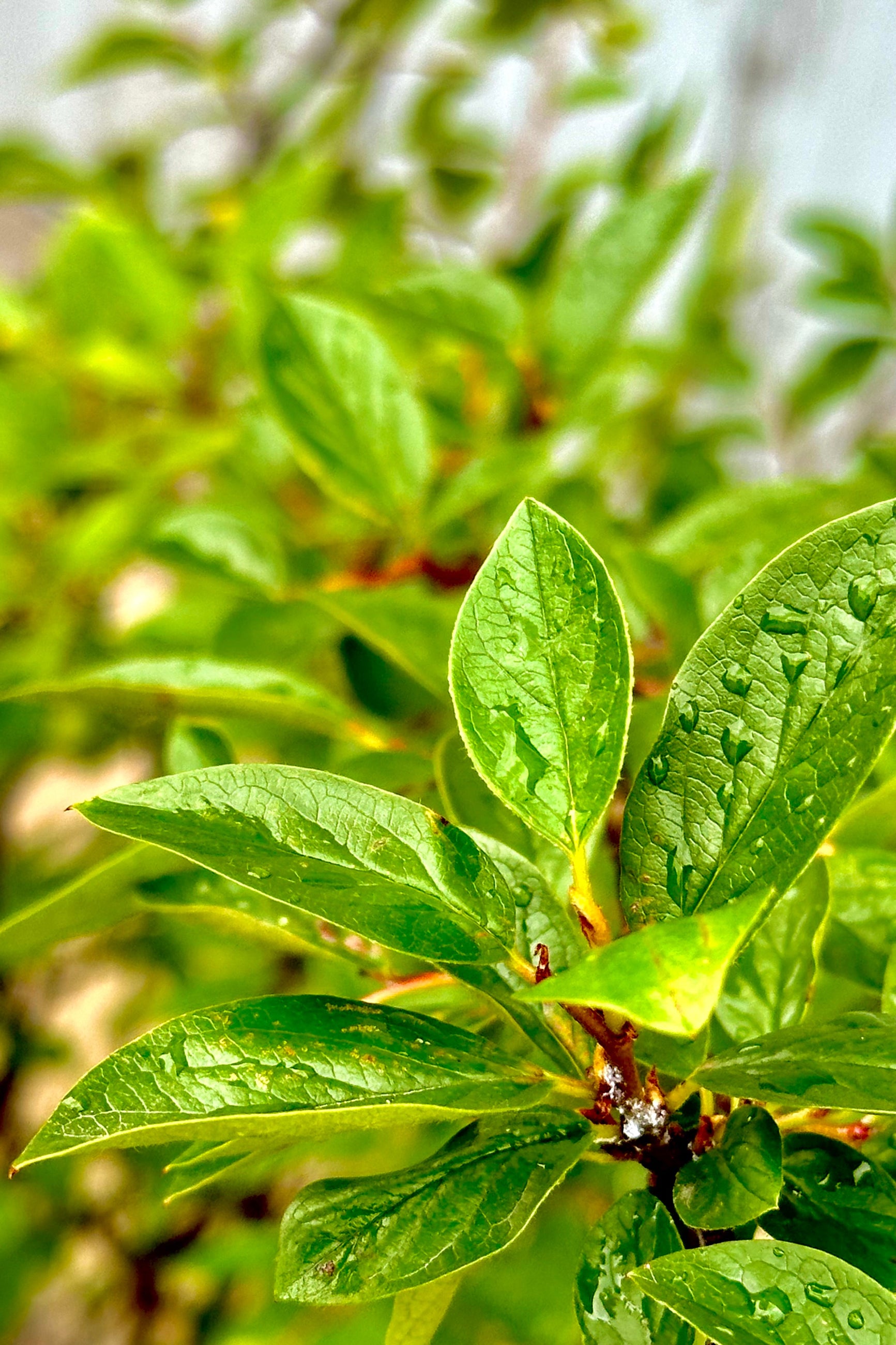 Premium Cotoneaster Hedge Plants #5 - Fast-Growing Evergreen Shrubs for Landscaping, Privacy Screens & Garden Borders