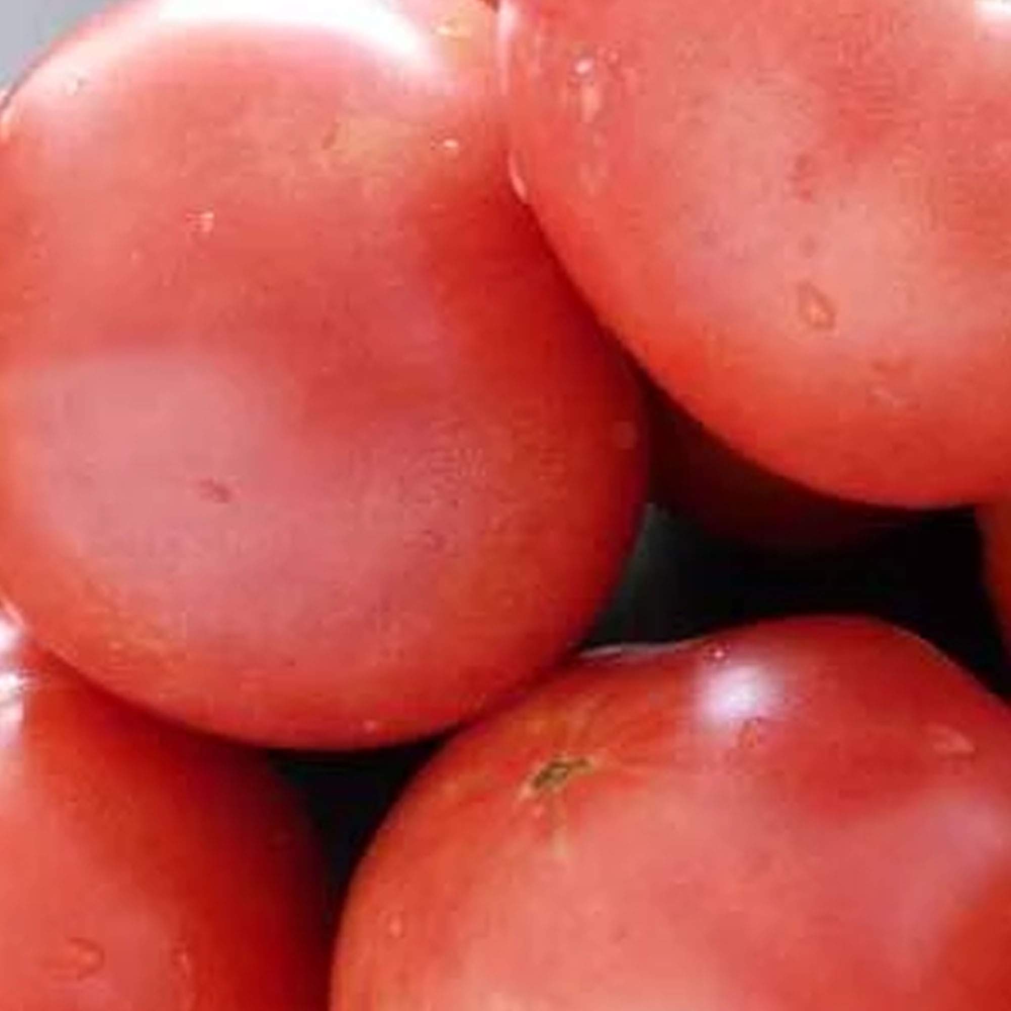 Bradley Tomato Seeds - 1 OZ ~7,500 Non-GMO Heirloom Open Pollinated Vegetable Seeds (Lycopersicon esculentum) for Home Gardening, Canning & Fresh Eating