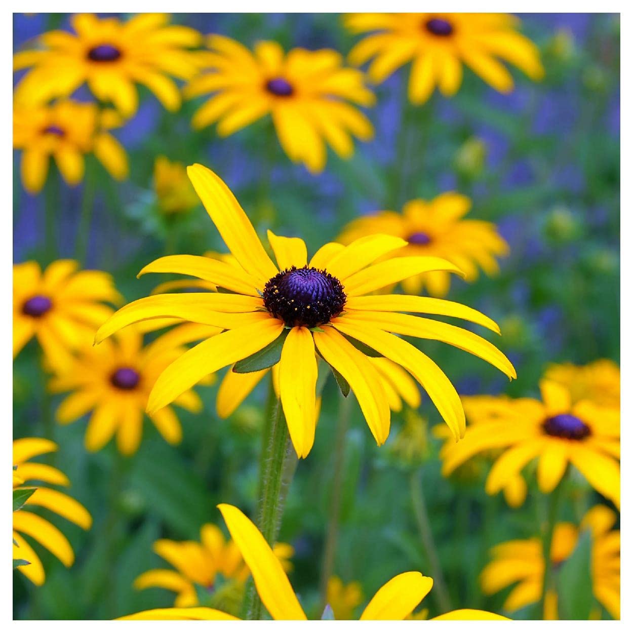Everwilde Farms - 1 Oz Sweet Black-Eyed Susan Native Wildflower Seeds - Gold Vault Packaging - Perfect for Home Gardens, Landscaping & Pollinator-Friendly Planting