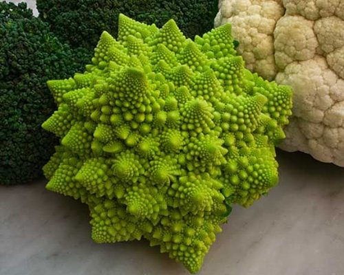 Broccoli Romanesco Heirloom Seeds - 1 Lb Bulk Pack by Seed Kingdom | Non-GMO Cauliflower Alternative for Home Gardening & Organic Farming