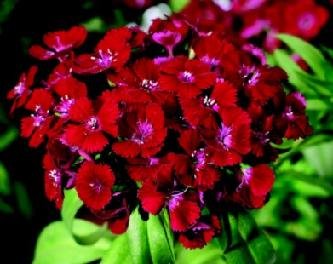 Barbarini Red Dianthus barbatus Seeds - 250 Count for Vibrant Garden Borders, Bouquets & Landscaping