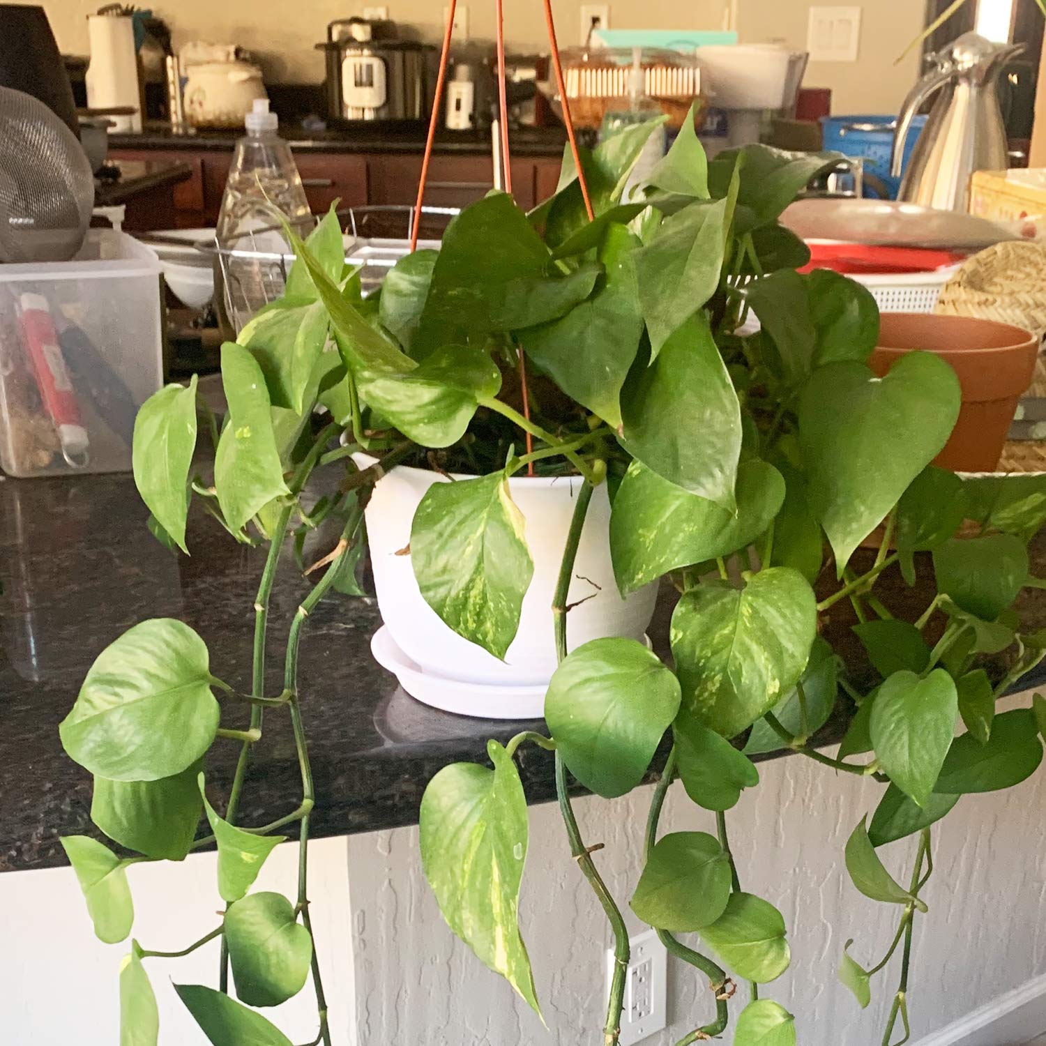 Macrame Plant Hangers with Wood Beads - 5 Pack Boho Indoor Hanging Planters for Home Decor | Perfect for Living Room, Bedroom, or Balcony Greenery Display