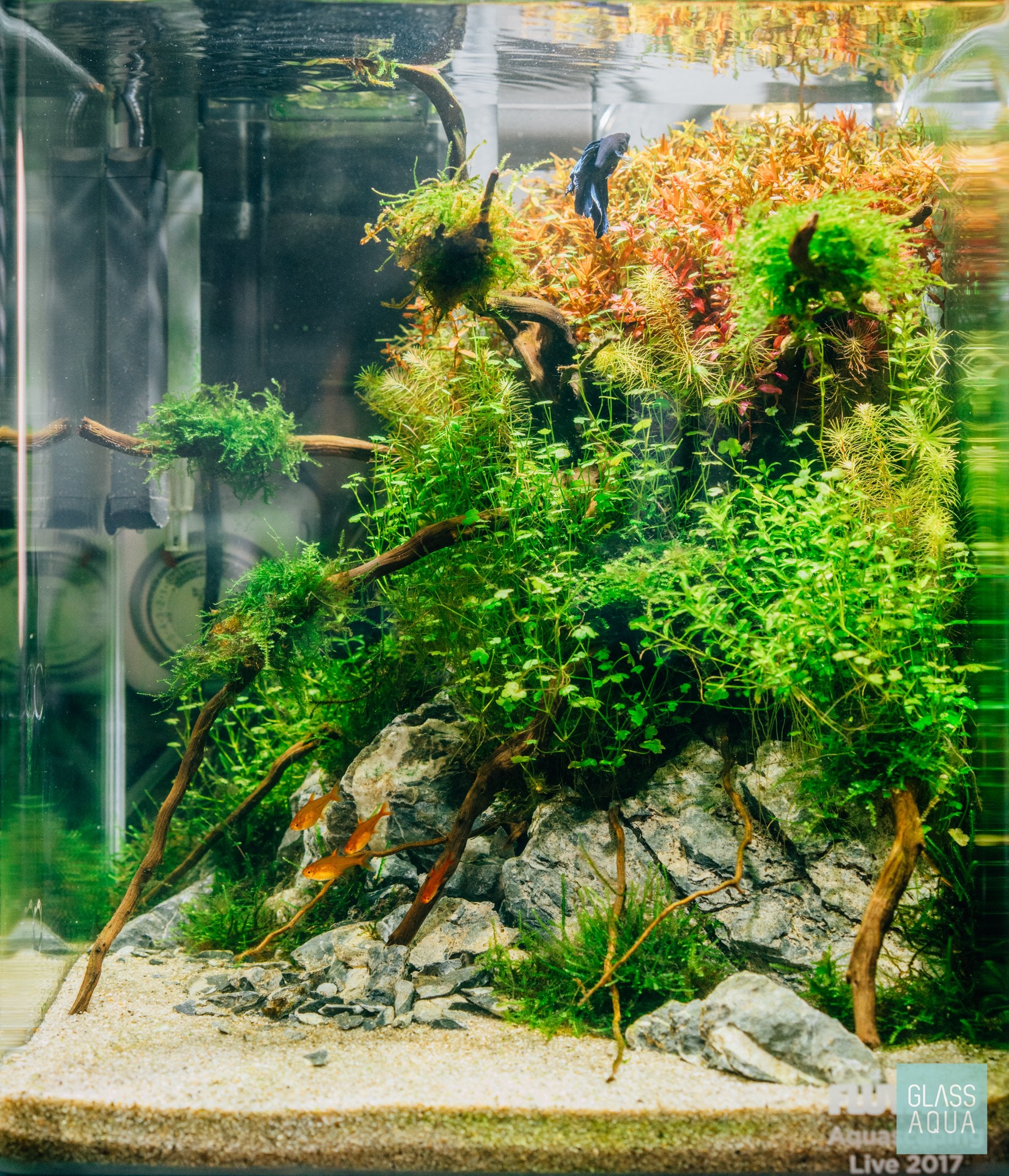 Natural Spider Wood for Aquascaping - Unique Nano Driftwood for Fish Tanks, Shrimp Habitats & Reptile Terrariums - Perfect for Aquarium Decoration & Aquatic Plant Anchoring