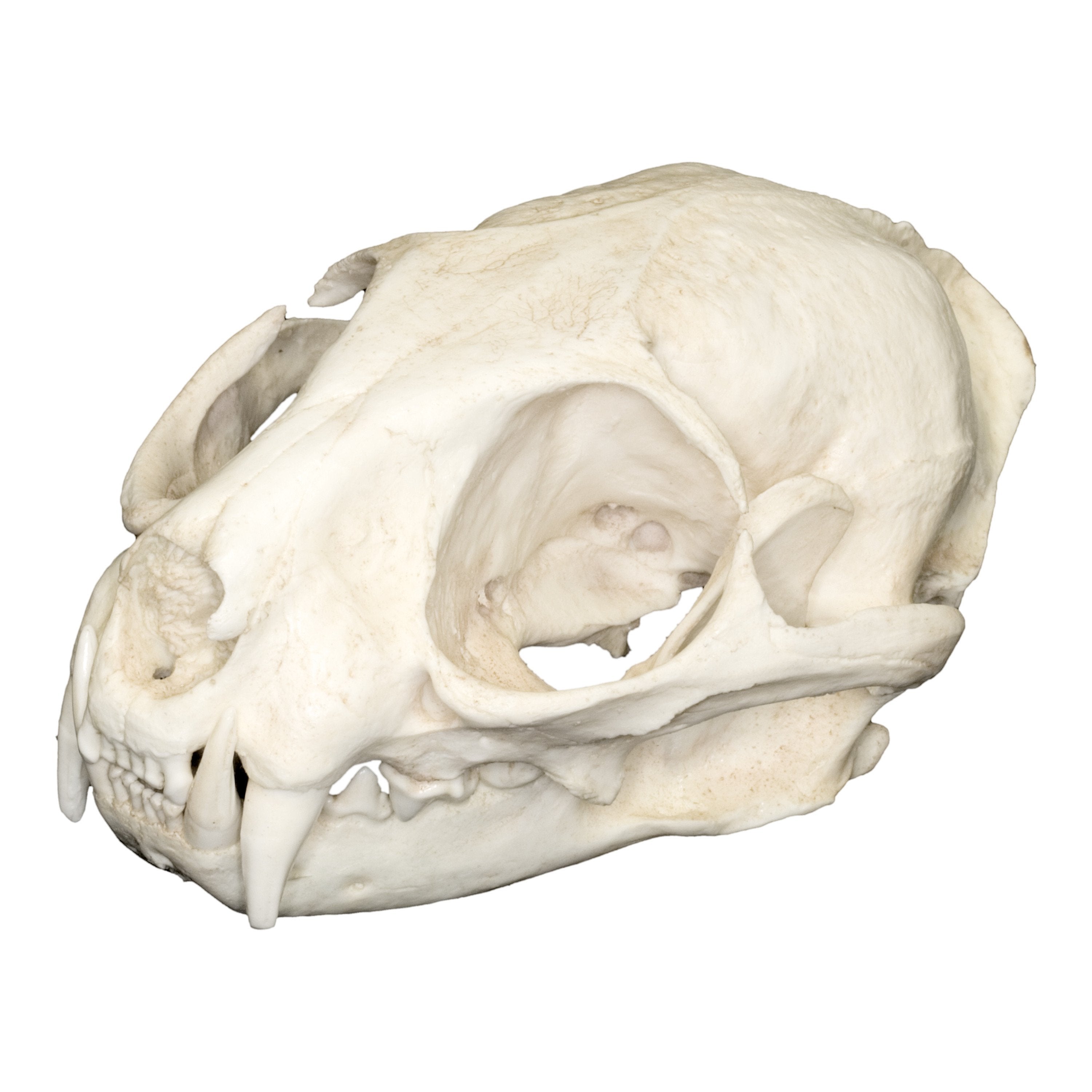 Authentic Replica Leopard Cat Skull - Realistic Animal Skull Model for Home Decor, Halloween Props, Gothic Collections & Educational Displays