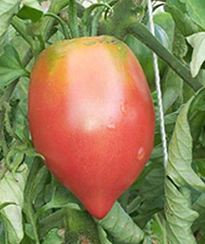 25 Pink Heart-Shaped Fruit Seeds - Delicious Superb Flavor for Home Garden, Valentine's Gift & Romantic Decor