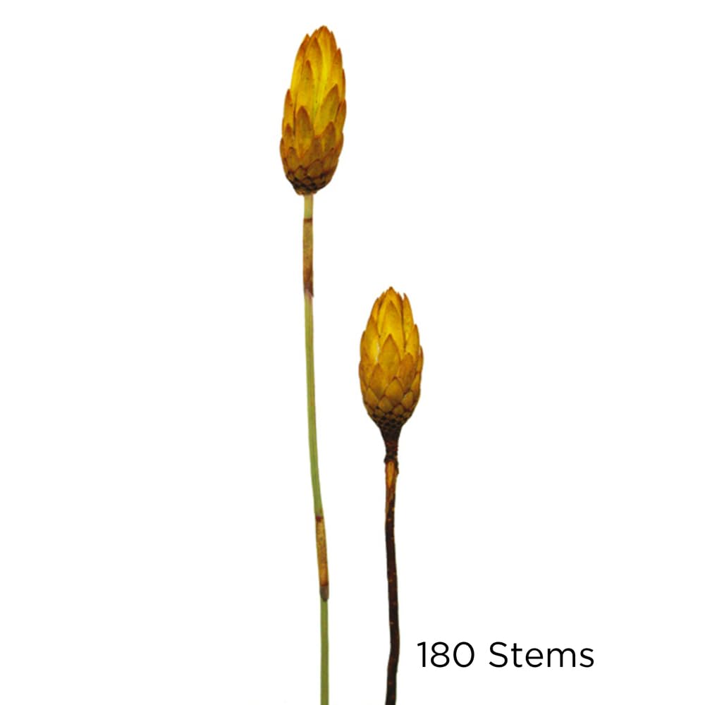 Vickerman 8-12 Inch Lemon Yellow Repens Natural Stem Bulk Case - 180 Pieces Dried Flowers for Wedding Decor, Centerpieces, and DIY Crafts