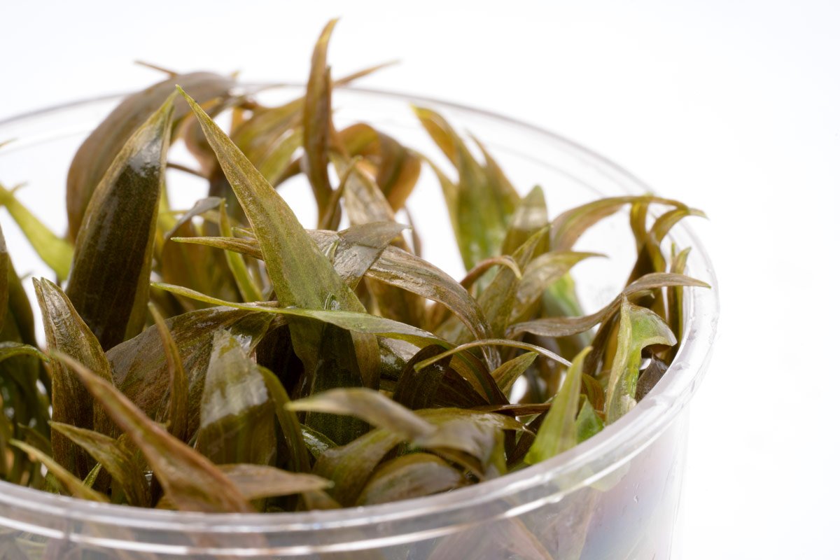 Cryptocoryne Becketii Live Aquarium Plant - Easy Low Light Aquatic Plant for Fish Tanks & Aquascaping | Perfect for Beginners & Shrimp Tanks