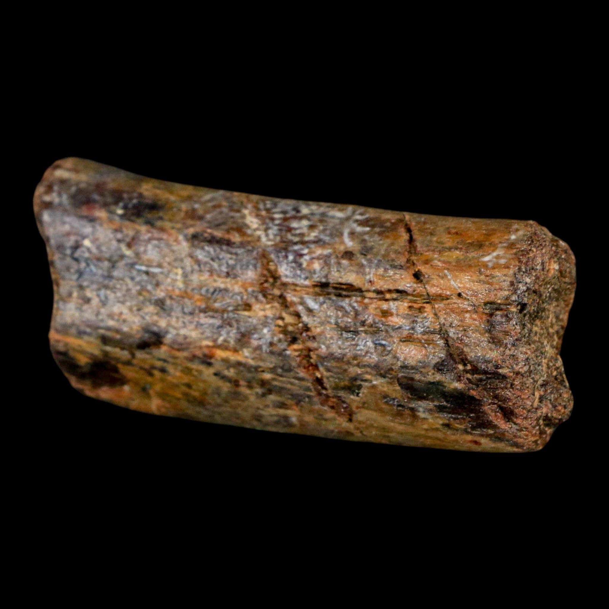 2 Authentic Mosasaur Fossil Rib Section - Cretaceous Dinosaur Era Fossil from Texas Ozan Formation with COA | Rare Prehistoric Marine Reptile Specimen for Fossil Collectors, Museum Displays & Educational Purposes