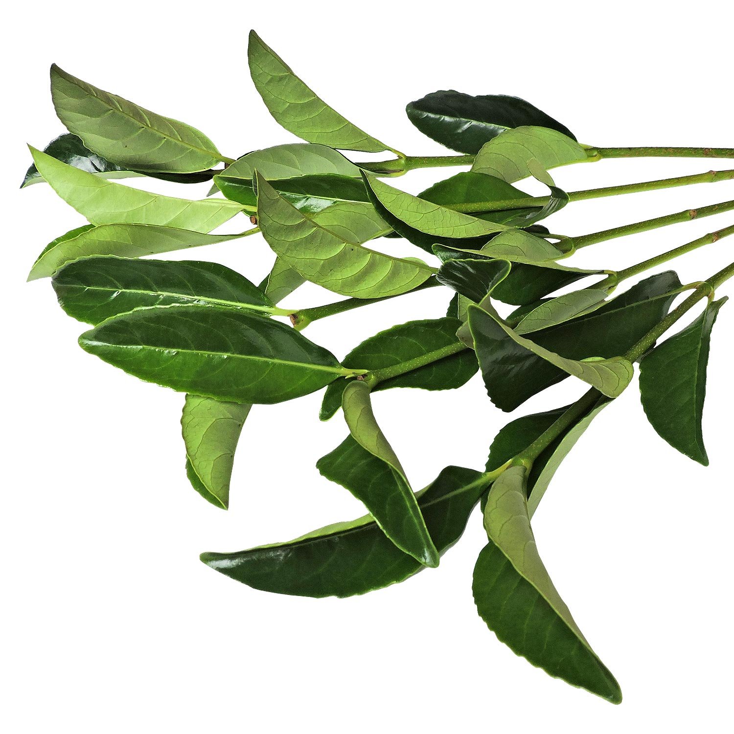 Fresh Natural Viburnum Greens - 100 Stems for Floral Arrangements, Wedding Bouquets, and Home Decor | Farm Direct Quality