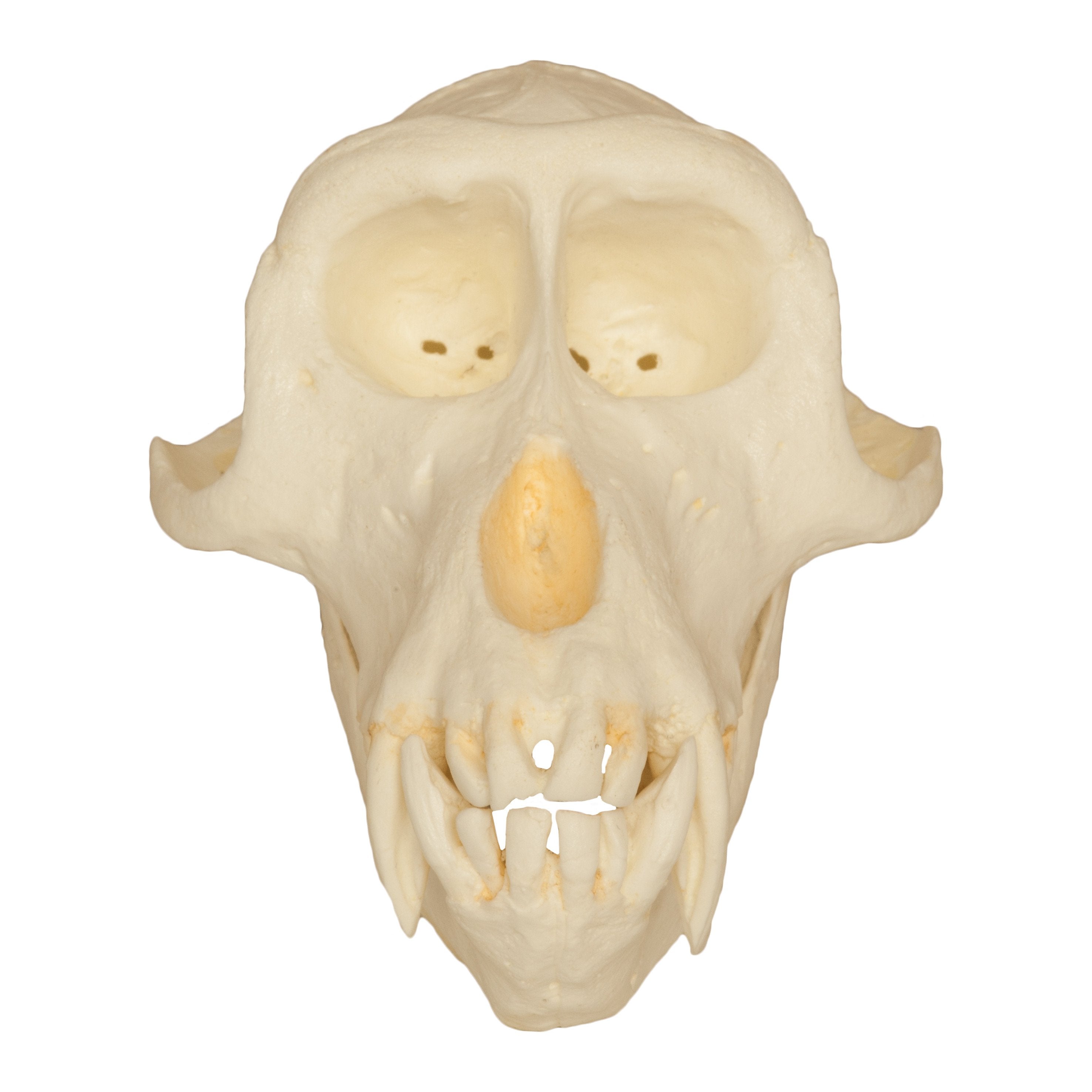 Authentic Replica Crab-Eating Monkey Skull - Detailed Collectible for Home Decor, Halloween Props, and Gothic Display
