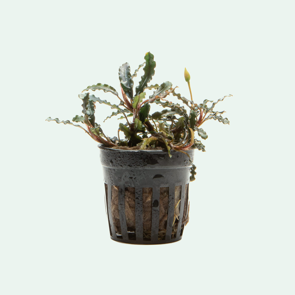 Bucephalandra Titan Aquatic Plant for Aquascaping - Perfect for Freshwater Aquariums, Fish Tanks & Aquatic Gardens | Low Light & Easy Care Live Plant
