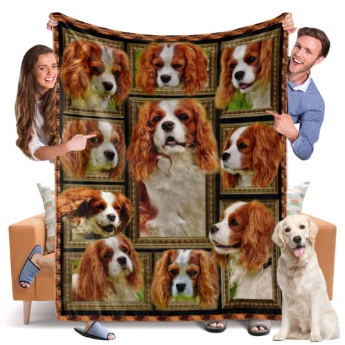 King Charles Cavalier Dog