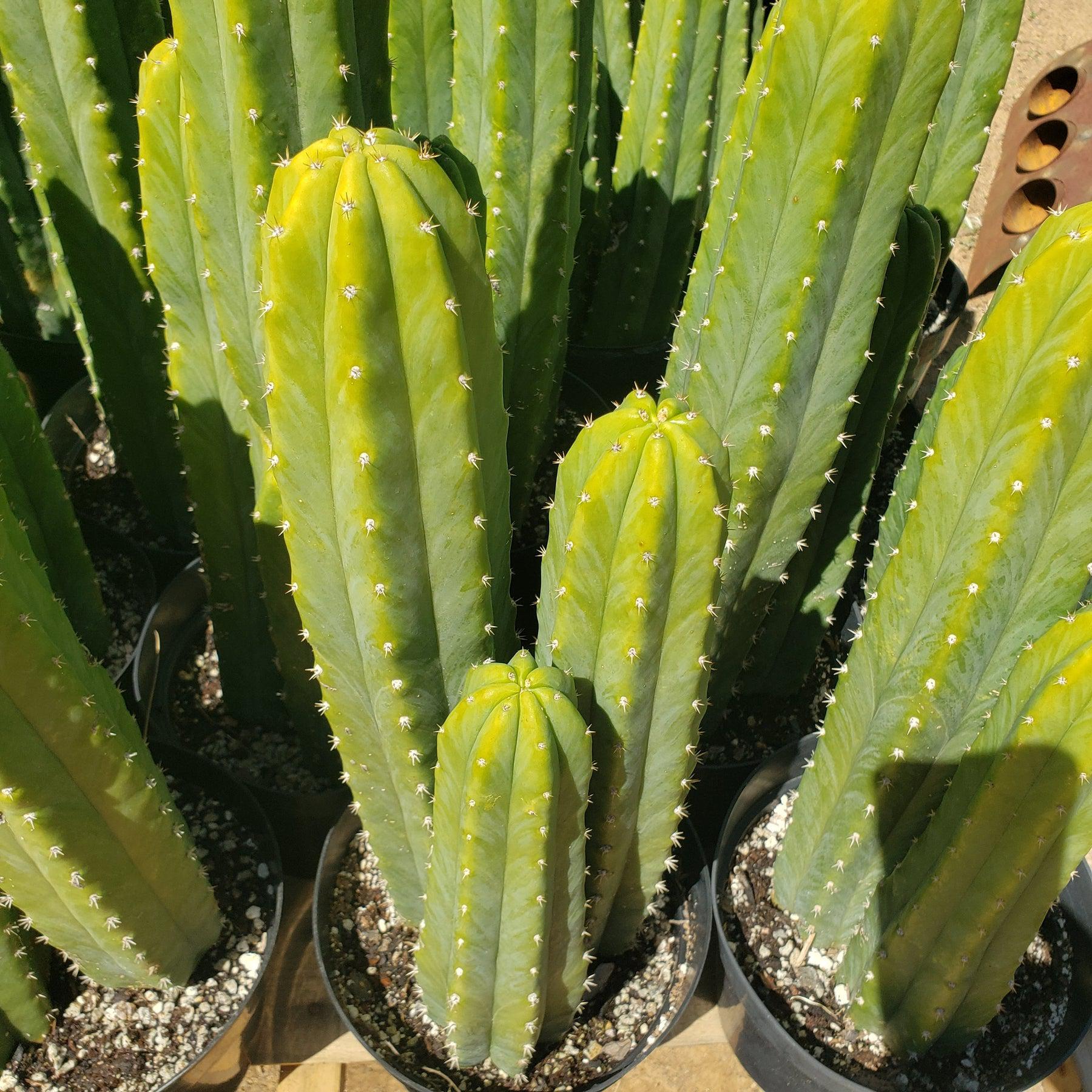 EC125 EXACT Trichocereus Pachanoi PC Cactus 25+ | Fast Growing San Pedro Cactus | Perfect for Home Garden, Landscaping & Spiritual Ceremonies