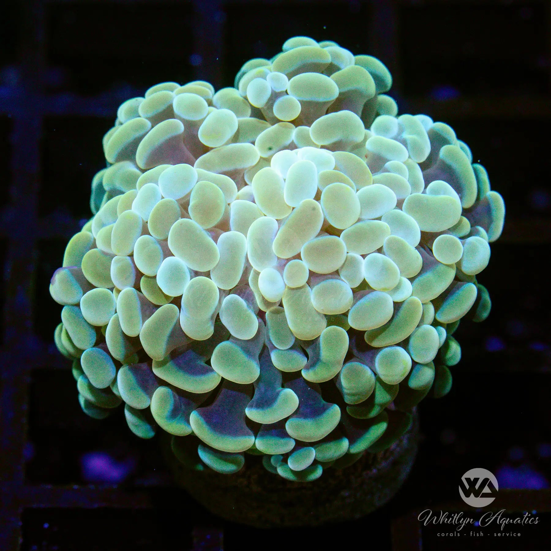 A3 Gold Branching Hammer Coral for Saltwater Aquarium - WYSIWYG Live Coral for Reef Tanks, Perfect for Beginners and Advanced Aquarists