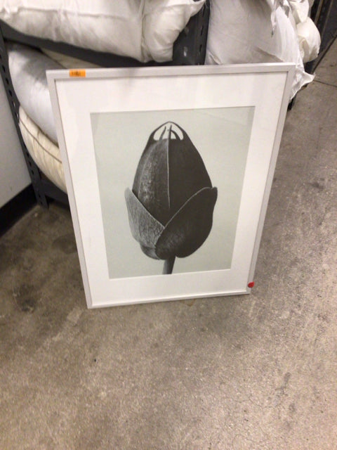 Bo Concepts Passion Flower Framed Print - 20.5