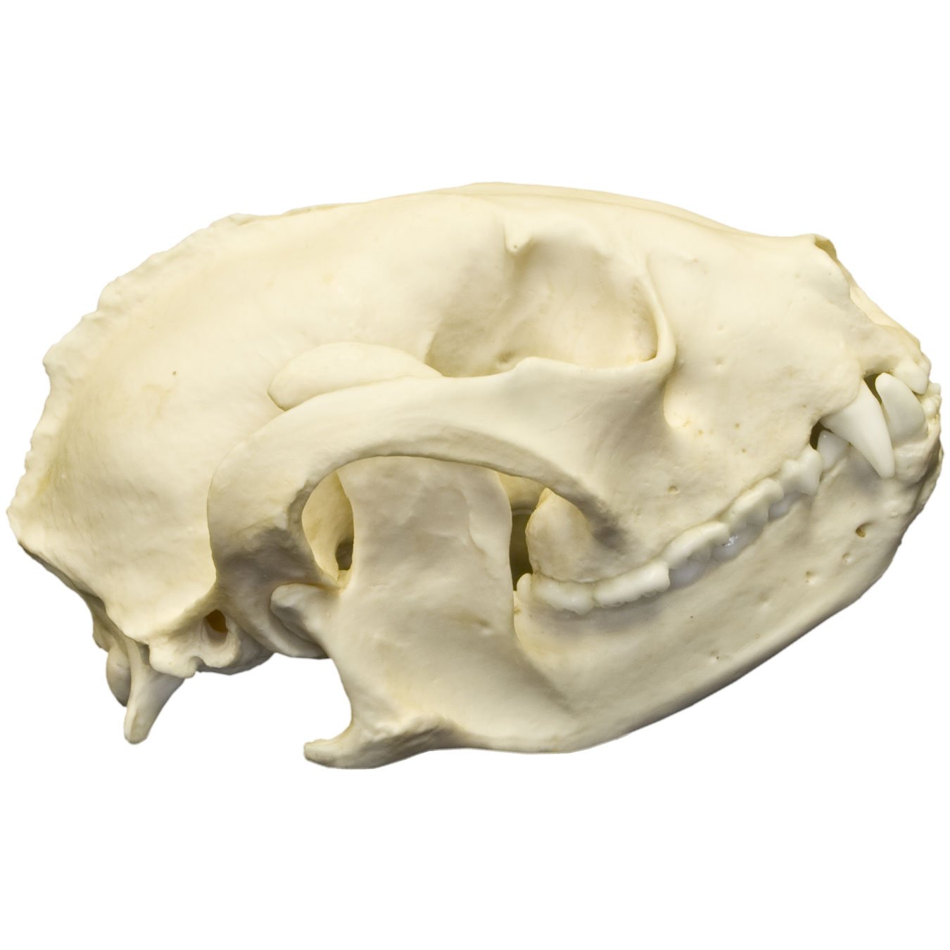 Authentic Replica Red Panda Skull - Lifelike Animal Skull Model for Home Decor, Educational Display, and Halloween Props