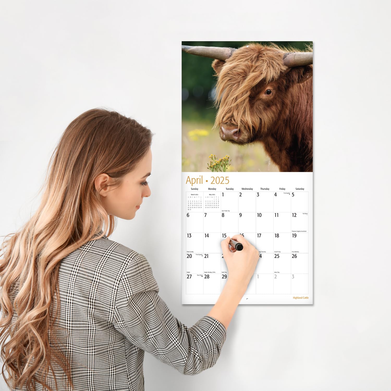 RED EMBER Highland Cattle 2025 Wall Calendar - 12 Month Large Format (12x24 Inches) with Thick Sturdy Paper - Perfect for Home, Office, or Gift Giving - Highland Cow Lover's Wall Planner for Kitchen, Classroom, or Farmhouse Decor