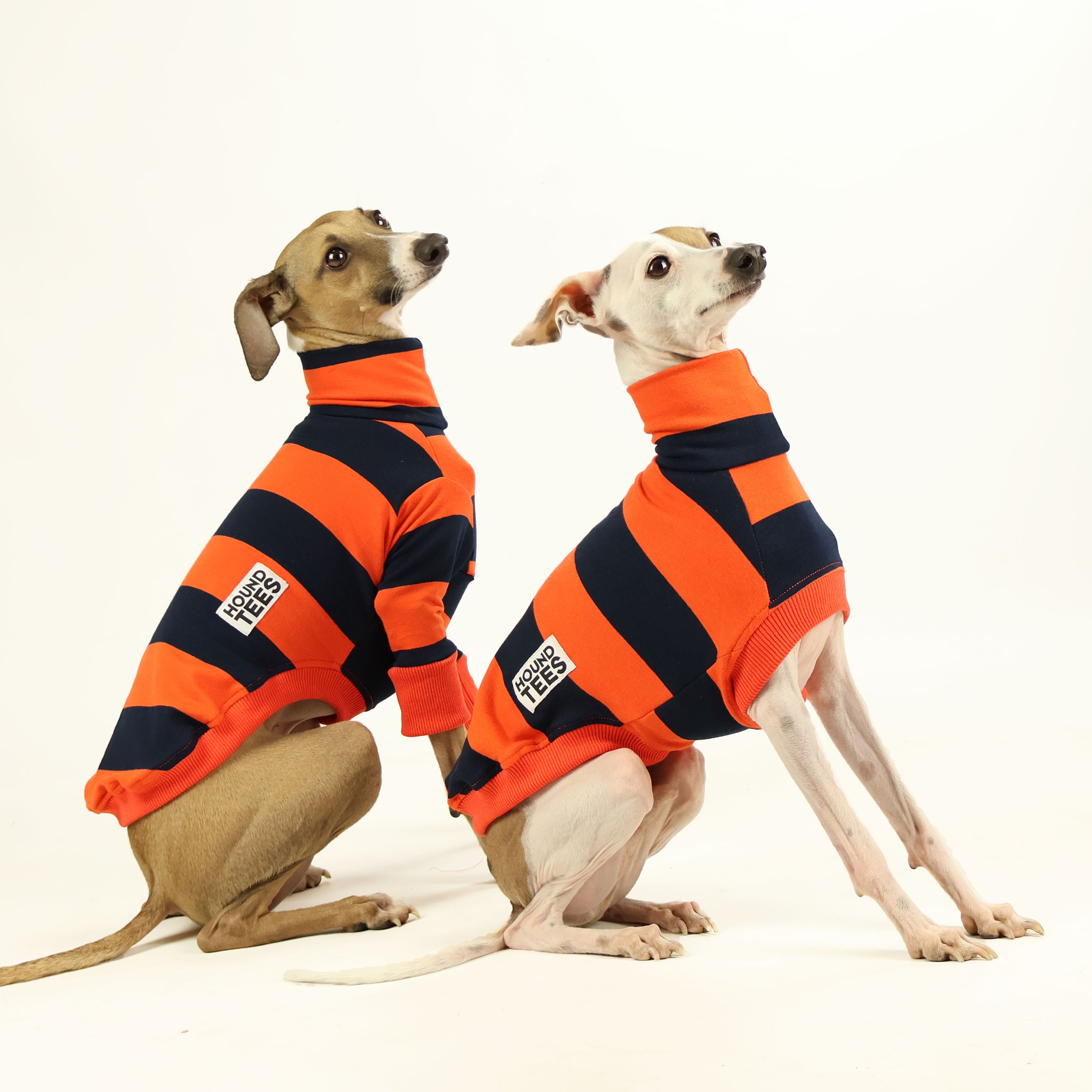 Italian Greyhound Jack O' Lantern Sleeveless Sweater - Halloween Pet Costume for Small Dogs, Festive Dog Apparel for Parties & Photo Shoots