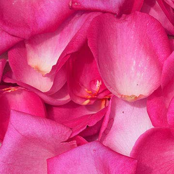 5000 Fresh Hot Pink Rose Petals - Real Natural Rose Petals for Wedding Decorations, Anniversary Celebrations, Romantic Proposals & Special Events - Bulk Rose Petals for Aisle, Table Scatter & Floral Arrangements
