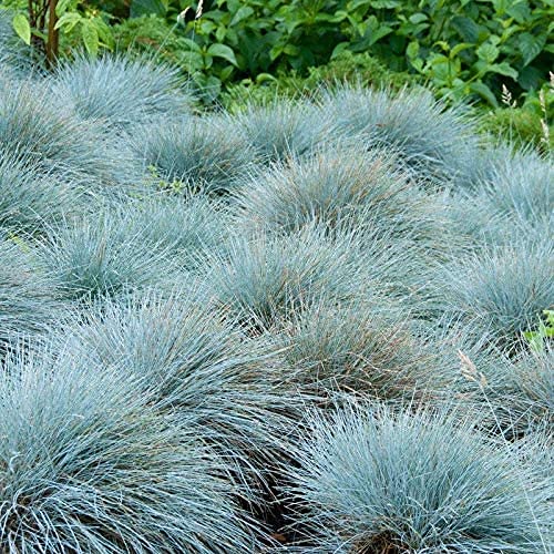 200 Elijah Blue Fescue Ornamental Grass Seeds - Premium Drought-Resistant Lawn & Garden Grass Seeds for Landscaping, Borders, and Ground Cover - 200 Count Pack
