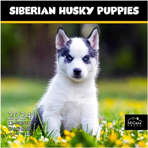 13 - Siberian Husky Puppies
