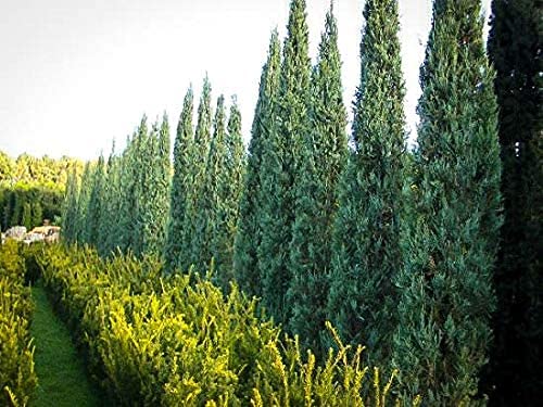 Skyrocket Juniper (Juniperus Scopulorum) - 5 Live 4-Inch Potted Evergreen Trees - Formal Upright Landscape Plants for Garden, Patio & Outdoor Decor