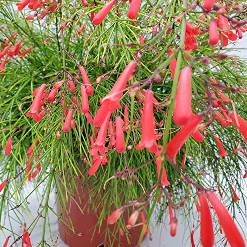 Red Firecracker Bush Live Plant - 24