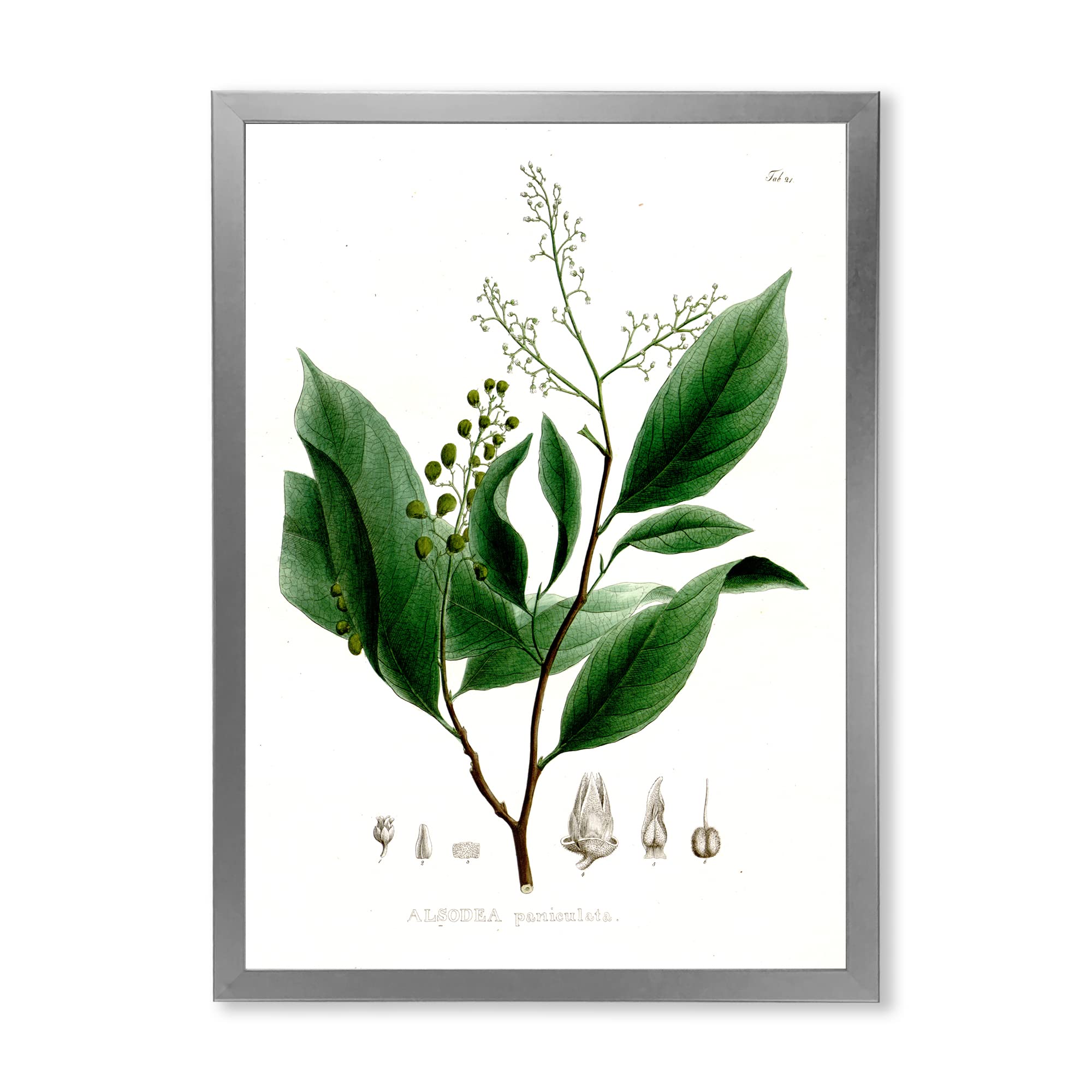 Vintage Brazilian Plant II Traditional Framed Wall Art - Handmade Botanical Decor for Living Room, Bedroom & Office - Perfect Home & Office Decoration Gift