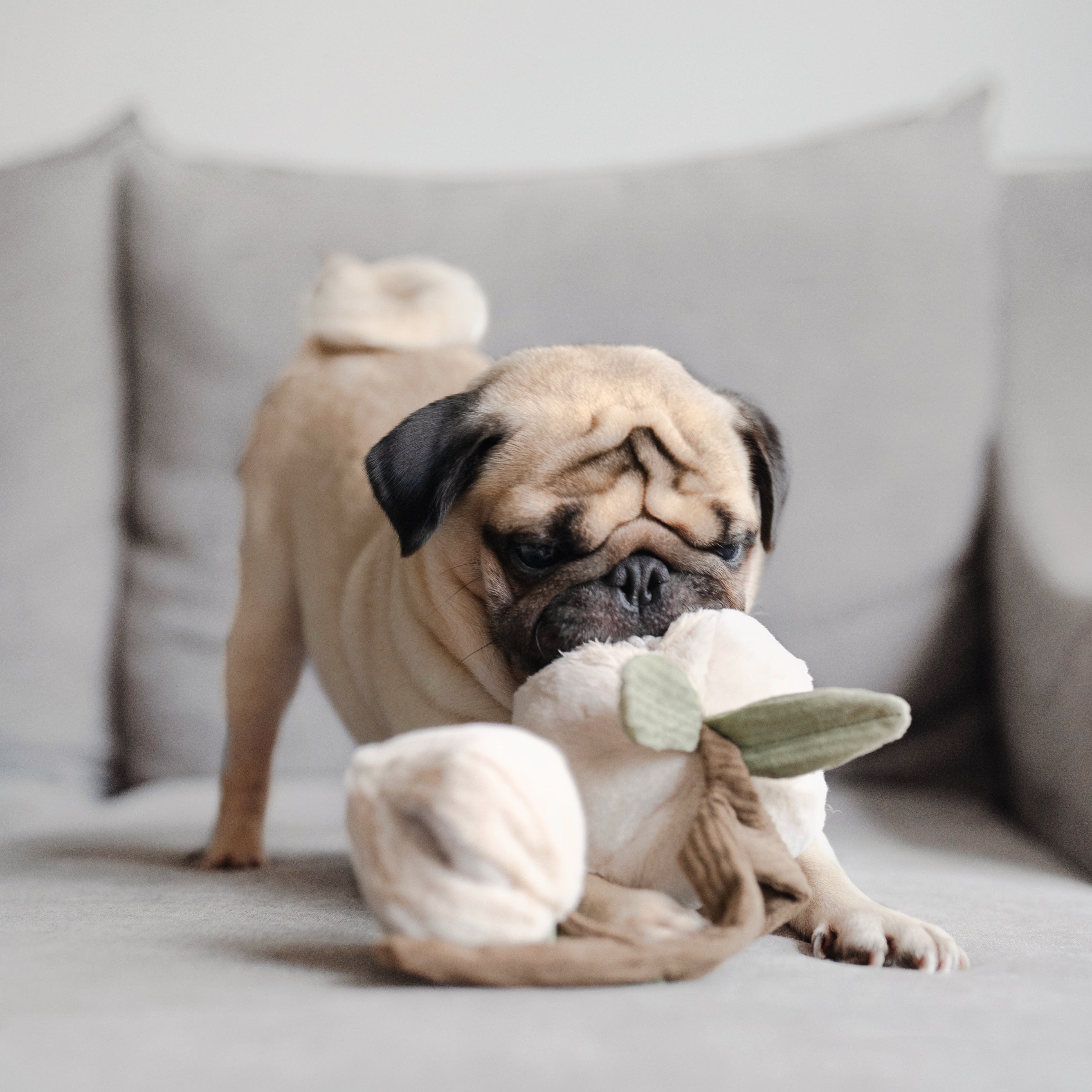 Momo - High-Quality Pet Toys for Dogs & Cats - Interactive Chew Toys for Puppies & Kittens - Durable & Safe for Indoor & Outdoor Playtime