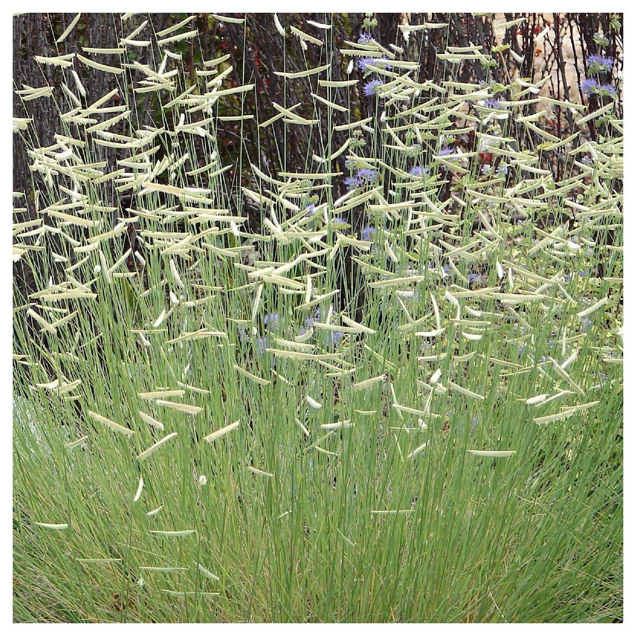 Everwilde Farms - 1000 Blue Grama Native Grass Seeds (Bouteloua gracilis) - Drought-Tolerant, Low-Maintenance - Gold Vault Jumbo Seed Packet for Landscaping, Erosion Control & Wildlife Gardens