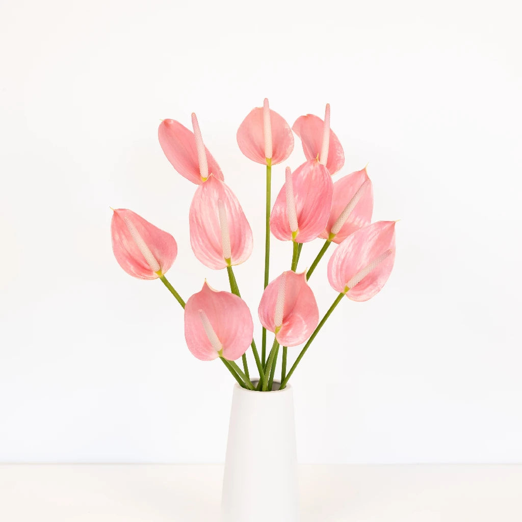 Anthurium Rosey Pink Tropical Flower - Live House Plant for Home & Office Decor, Gift for Plant Lovers, Perfect for Indoor Spaces, Weddings & Tropical-Themed Events