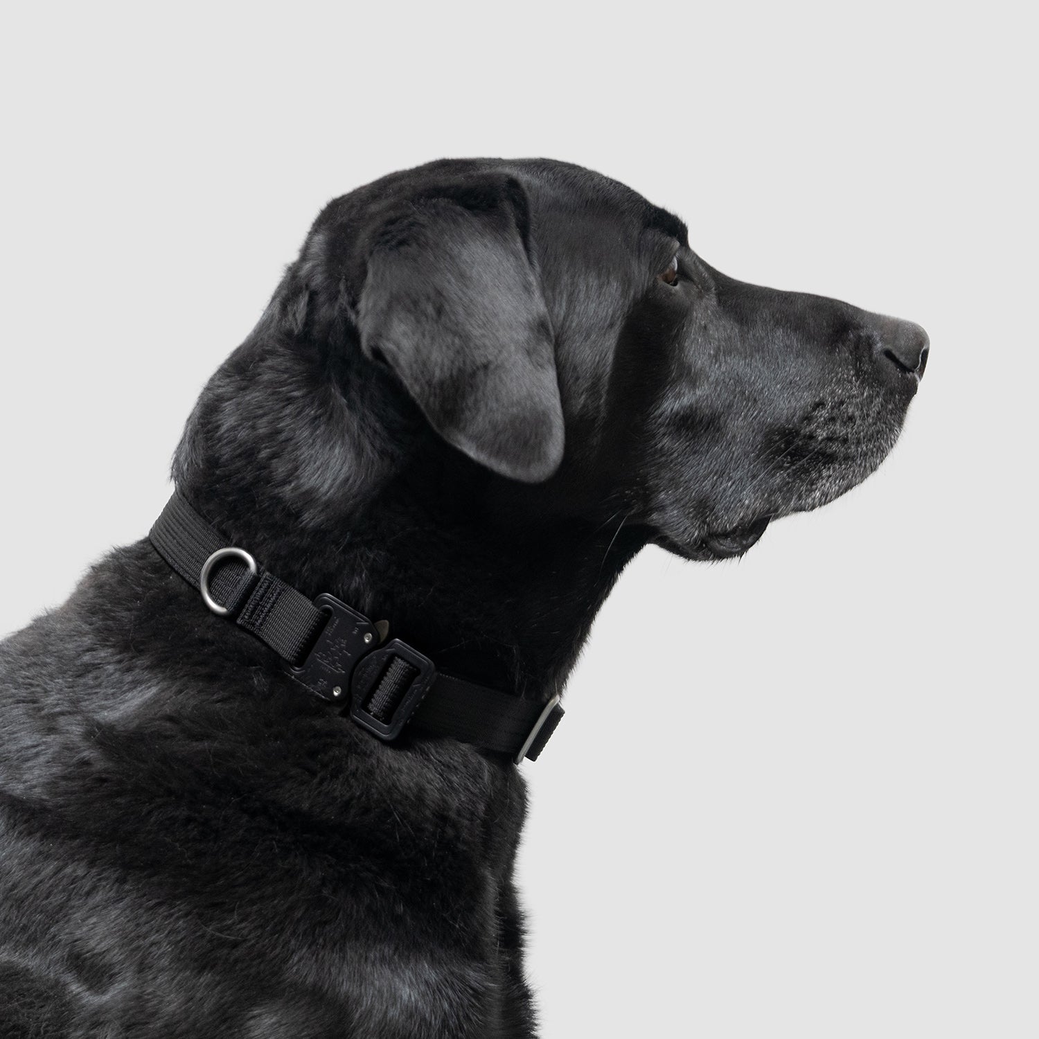 Lifetime Pro Collar - Durable Dog Collar with Reflective Stitching for Safety | Perfect for Walking, Training & Outdoor Adventures