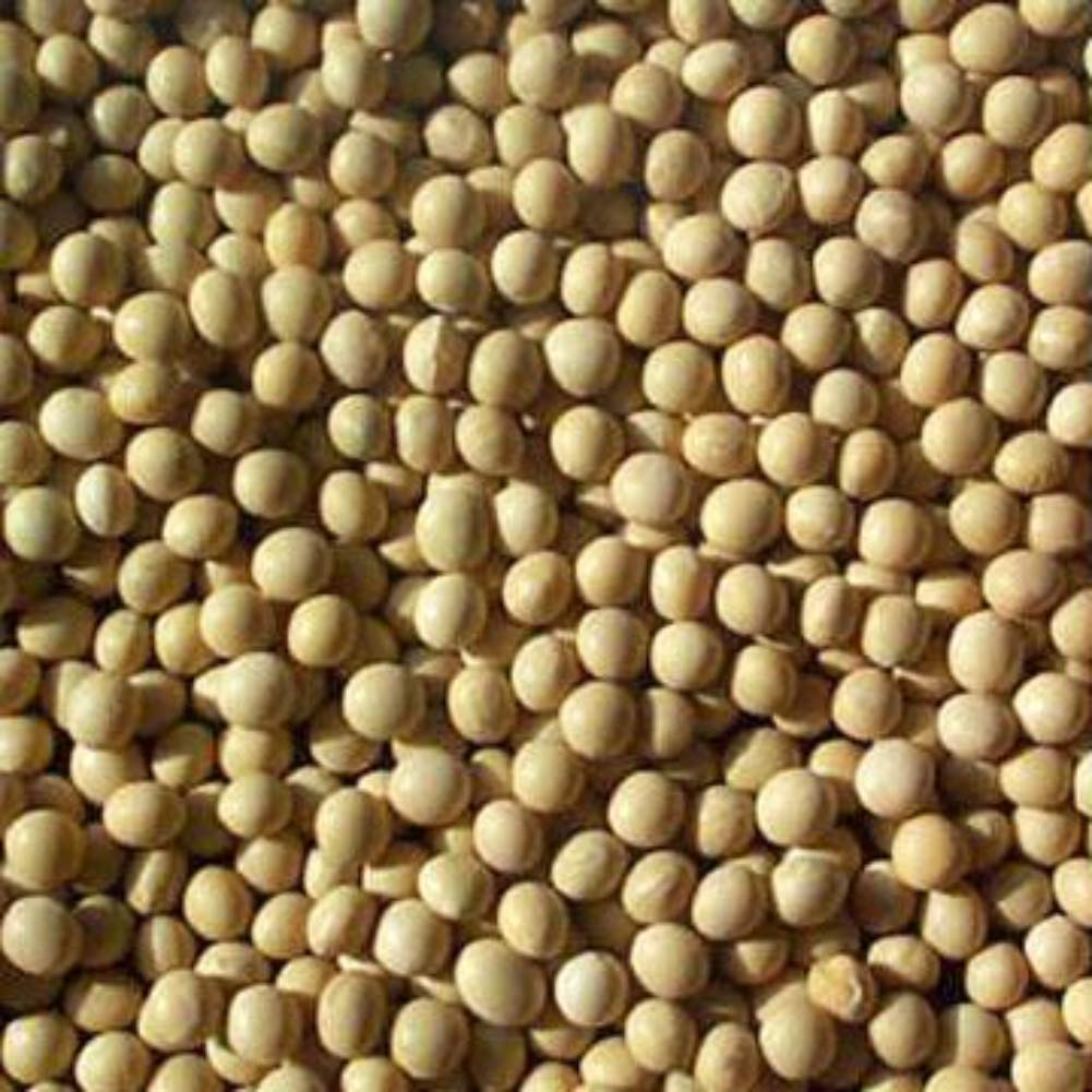 Organic Bulk Soybeans - Non-GMO, 1 LB Bag | Great Plains | Perfect for Cooking, Sprouting & Vegan Recipes | High Protein Plant-Based Food