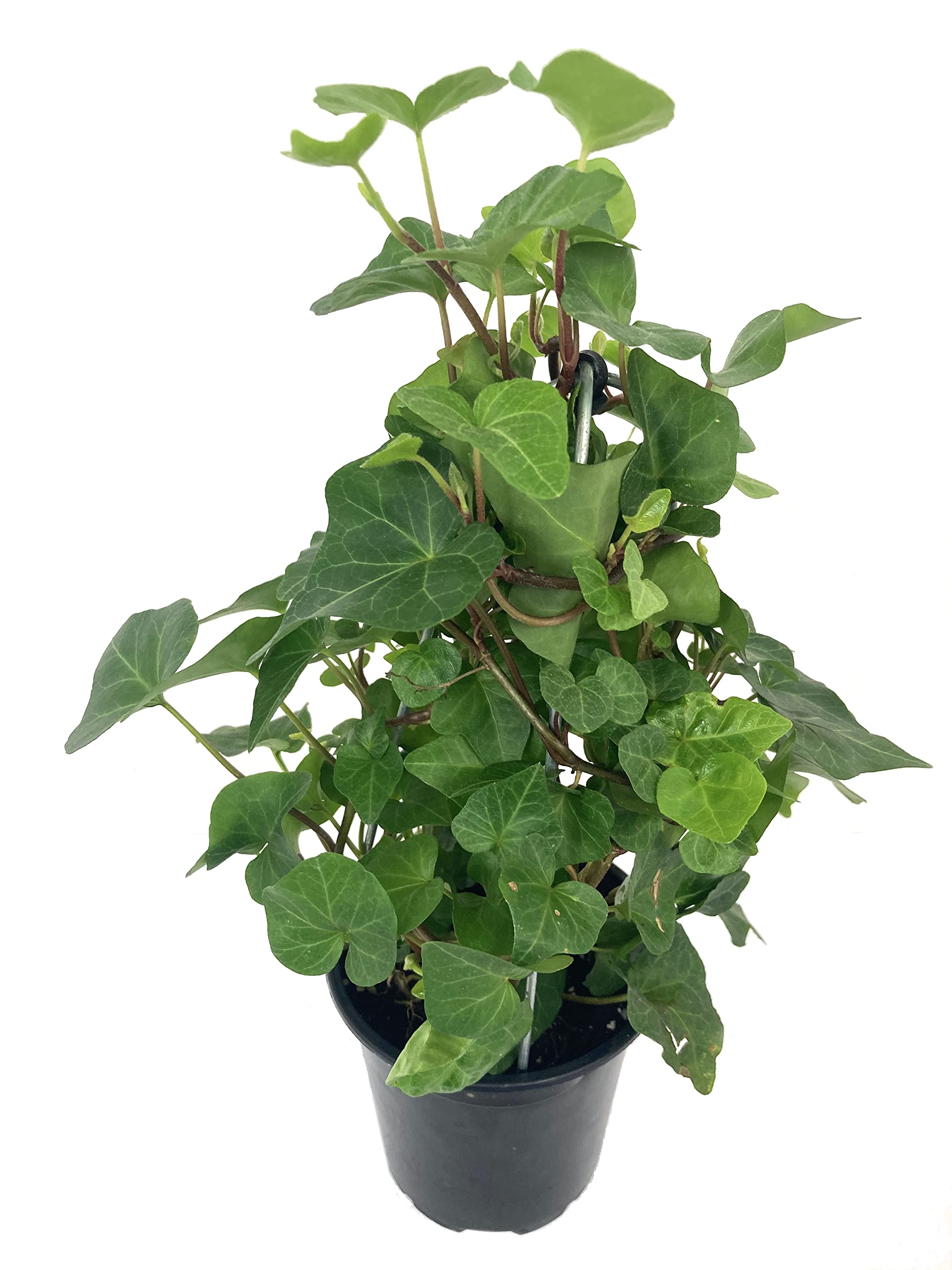 English Ivy (Hedera Helix) - 5 Live Plants in 4 Inch Pots - Air Purifying Houseplant Vine - Florist Quality Indoor Topiary - Perfect for Home Decor, Office Plants & Gift Ideas