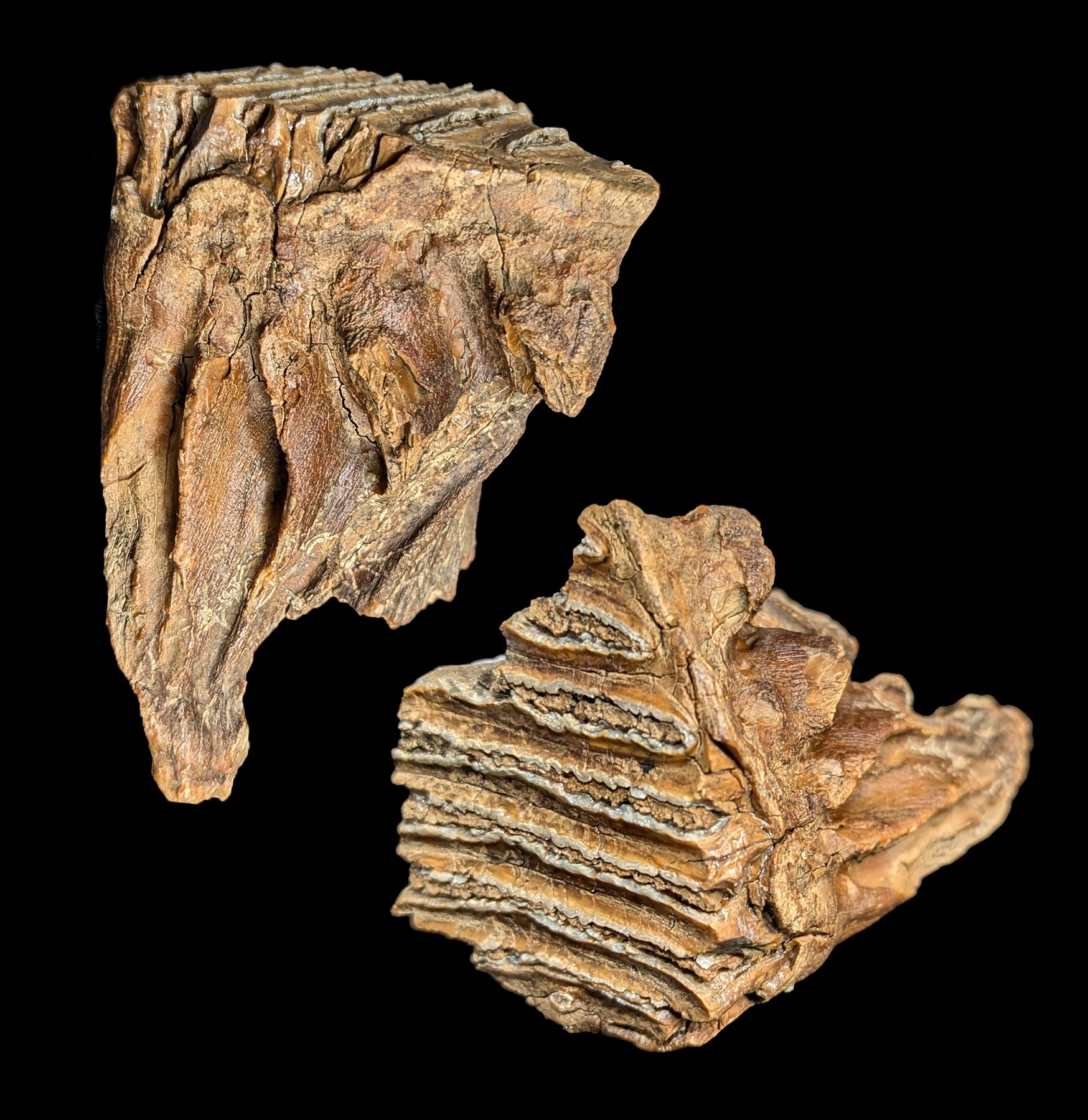 Authentic Fossilized Woolly Mammoth Tusk - Genuine Ice Age Collectible for Home Decor & Educational Display | Perfect for Paleontology Enthusiasts and Unique Gift Ideas