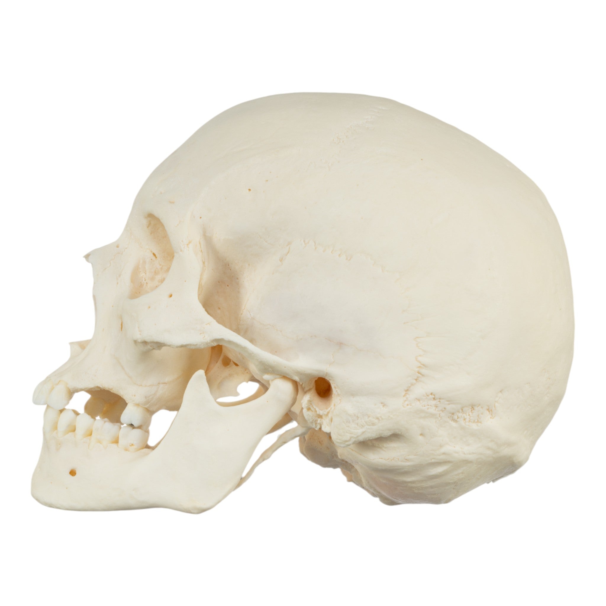 Premium Disarticulated Human Skeleton Model - Anatomically Accurate for Medical Education & Research - Perfect for Classroom, Lab Study, and Medical Training